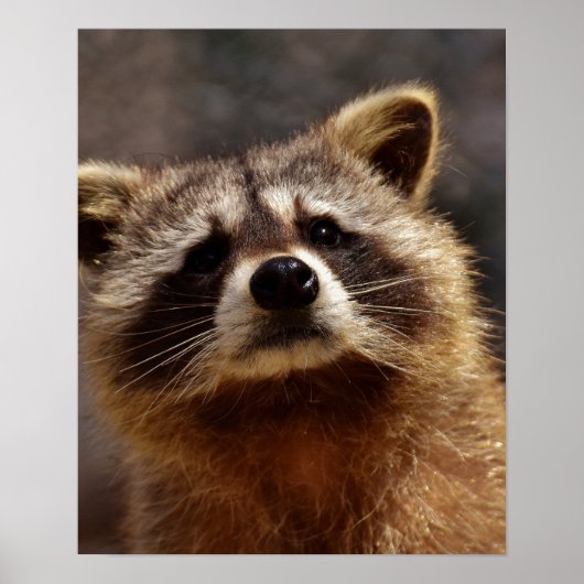 Poster Curieux Raccoon (Devant)