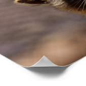 Poster Curieux Raccoon (Coin)
