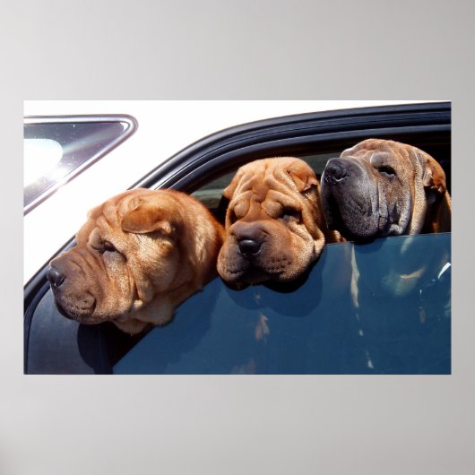 Poster Curieux Shar Pei (Devant)