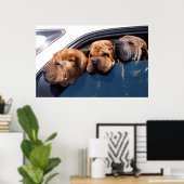 Poster Curieux Shar Pei (Bureau à domicile)