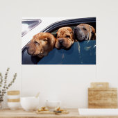 Poster Curieux Shar Pei (Cuisine)