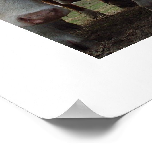 Poster Curieux Vaches 1 (Coin)