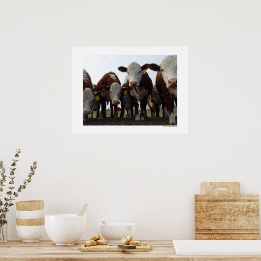 Poster Curieux Vaches 1 (Cuisine)