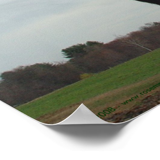 Poster Curieux Vaches 2 (Coin)