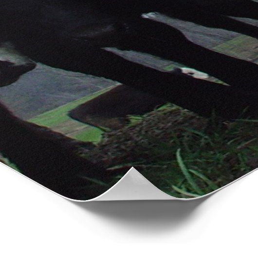 Poster Curieux Vaches 3 (Coin)