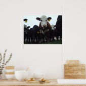 Poster Curieux Vaches 3 (Cuisine)