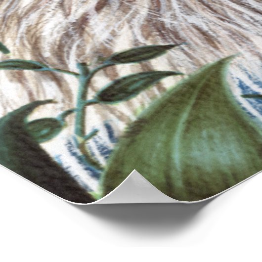 Poster Curios Koala (Coin)