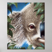 Poster Curios Koala (Devant)