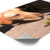 Poster Curiosité (Coin)