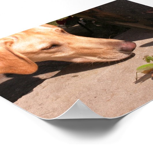 Poster Curiosité (Coin)