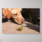 Poster Curiosité (Devant)