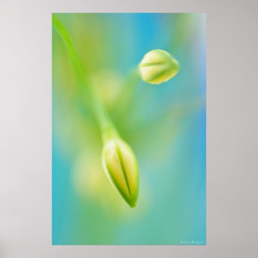 Poster Curiosité floue (Devant)