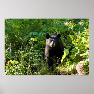 Poster Curious Black Bear