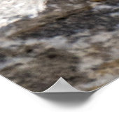 Poster Curious Brown Chipmunk in Alberta (Coin)