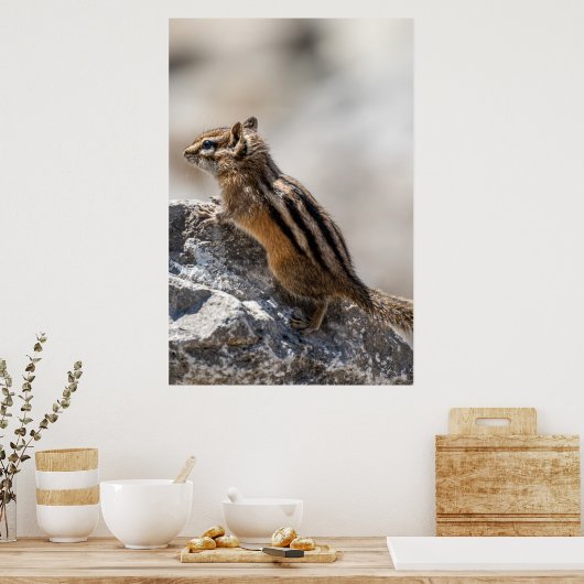 Poster Curious Brown Chipmunk in Alberta (Cuisine)