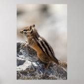 Poster Curious Brown Chipmunk in Alberta (Devant)