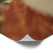 Poster Curious Cats Looking Down (Coin)