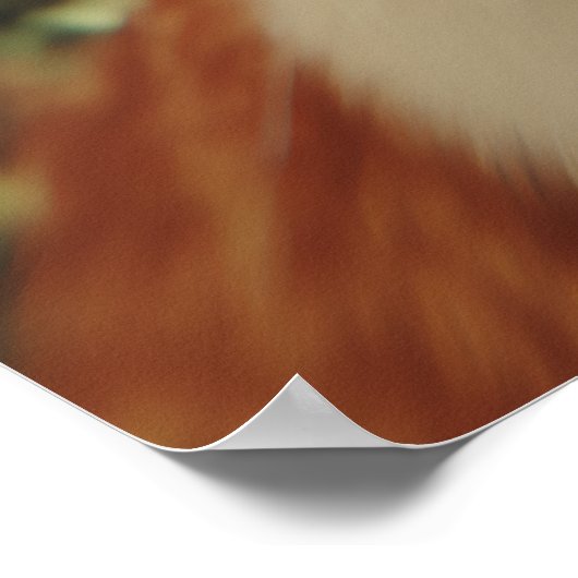 Poster Curious Cats Looking Down (Coin)