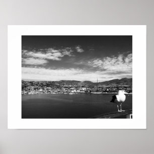 Poster Curious Fellow Bird Black and White Photographie