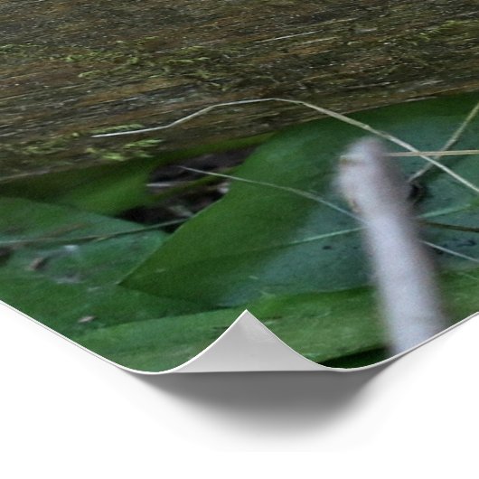 Poster Curious Kitten sur la clôture posant (Coin)