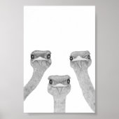 Poster Curious Ostriches (Devant)