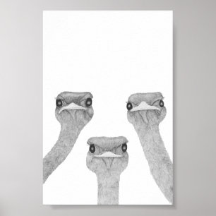 Poster Curious Ostriches