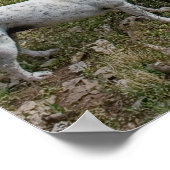 Poster curite (Coin)