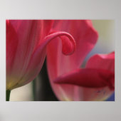 Poster Curl (Devant)