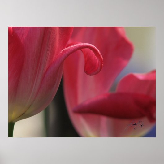 Poster Curl (Devant)