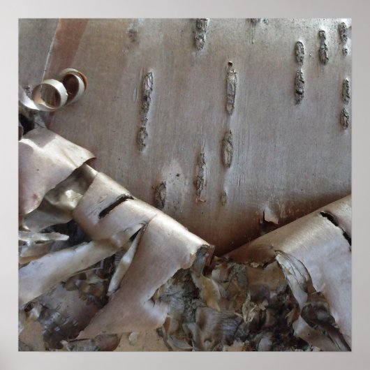 Poster Curly Birch Bark Tree Rustic (Devant)