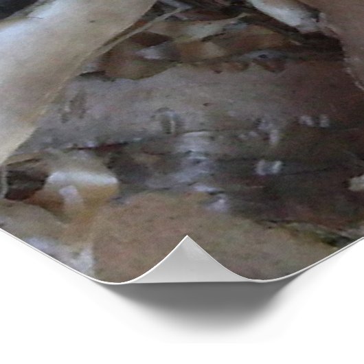 Poster Curly Birch Bark Tree Rustic (Coin)