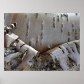 Poster Curly Birch Bark Tree Rustic (Devant)