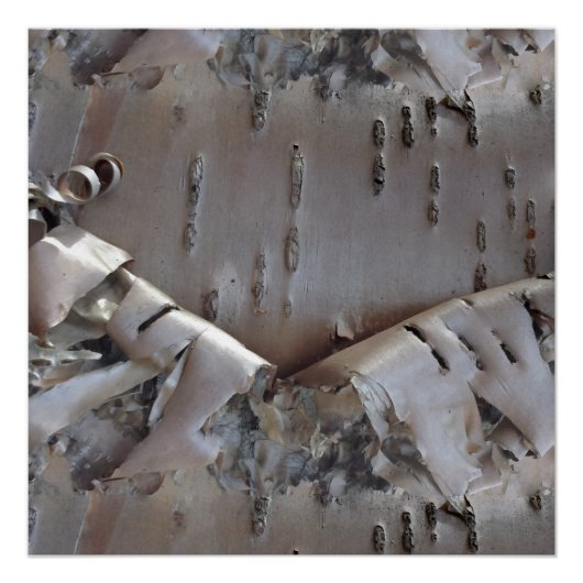 Poster Curly Birch Bark Tree Rustic (Devant)