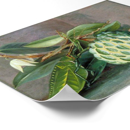 Poster Custard Apple - Marianne North (Coin)