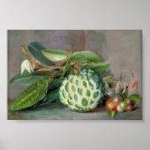 Poster Custard Apple - Marianne North (Devant)