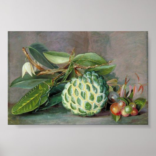 Poster Custard Apple - Marianne North (Devant)