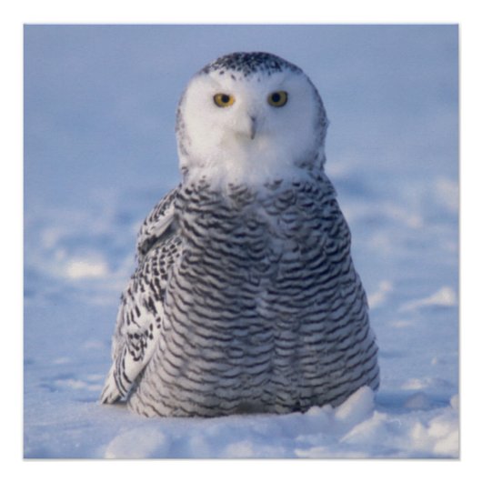 Poster Cute Alaska Winter Snowy Owl Photo Conçu (Devant)