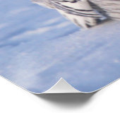 Poster Cute Alaska Winter Snowy Owl Photo Conçu (Coin)