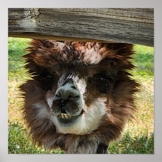 Poster Cute Alpaca (Devant)