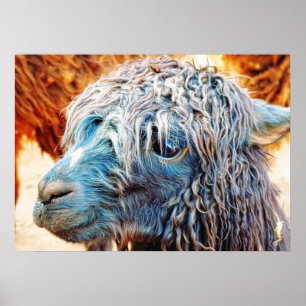 Poster Cute Alpaca bébé en bleu