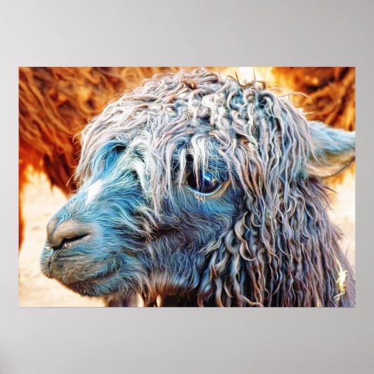 Poster Cute Alpaca bébé en bleu (Devant)