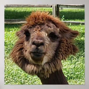 Poster Cute Alpaca nouvelle coupe de cheveux