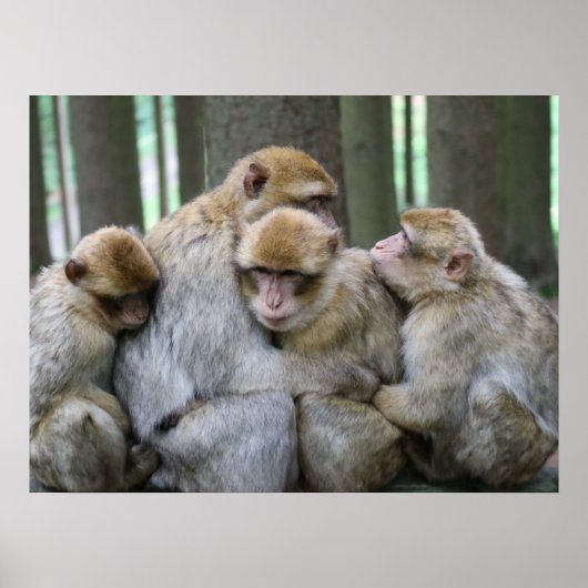Poster Cute Ape Family Group Hug Photograph (Devant)