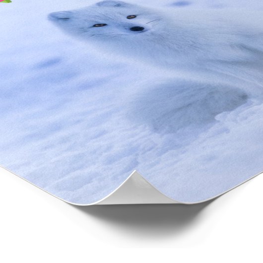 Poster Cute Arctic Fox sur Snowy Winter Arrière - plan (Coin)