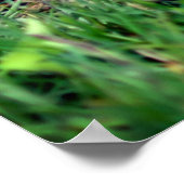 Poster Cute Baby Chipmunk Peeking Wildlife (Coin)