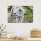 Poster Cute Billy Goat (Cuisine)
