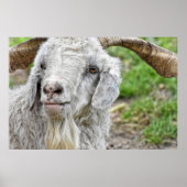 Poster Cute Billy Goat (Devant)