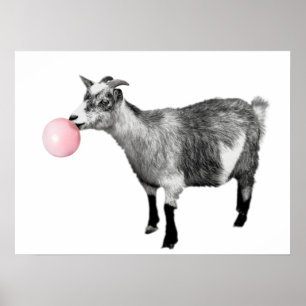 Poster Cute Black White Goat Bubble Gum Nursery Child