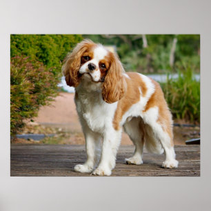 Poster Cute Blenheim Cavalier King Charles Spaniel Chiot
