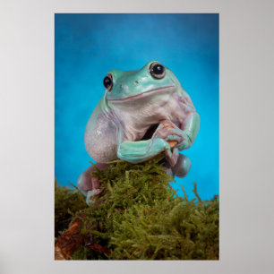 Poster Cute Bleu phase Blancs grenouille des arbres souri